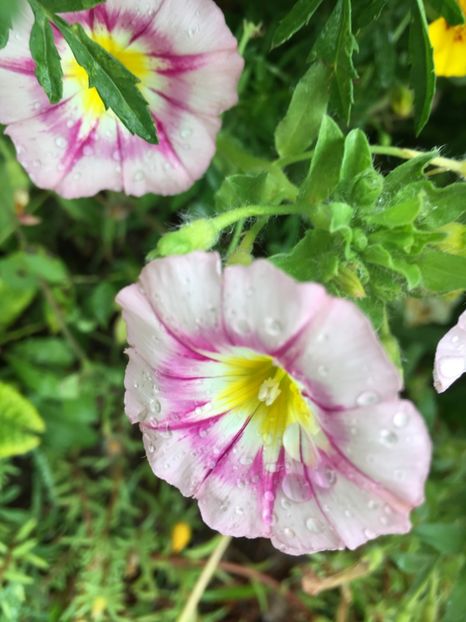  - Flori la balta 2017