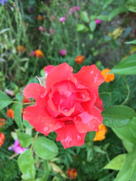  - Flori la balta 2017