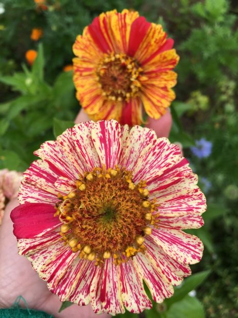  - Flori la balta 2017