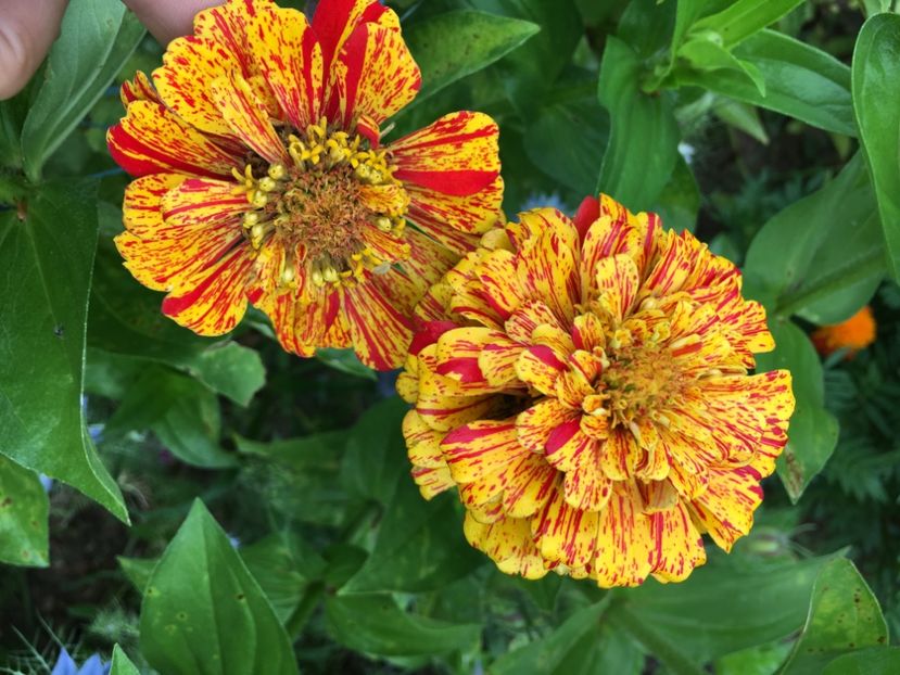  - Flori la balta 2017