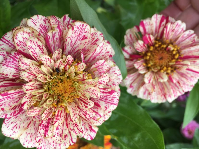  - Flori la balta 2017