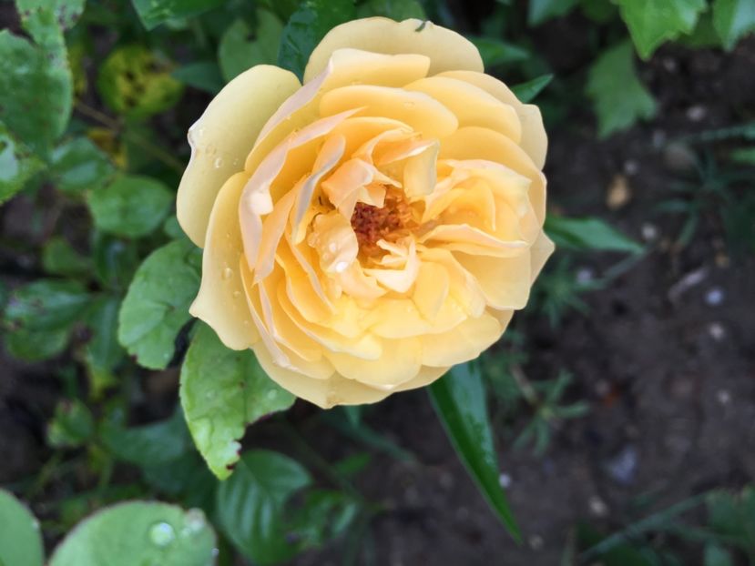  - Flori la balta 2017