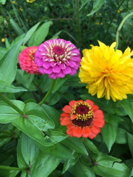  - Flori la balta 2017