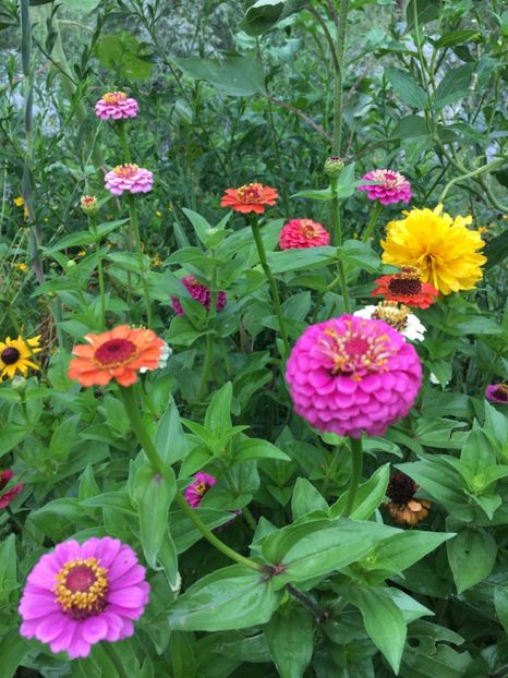  - Flori la balta 2017