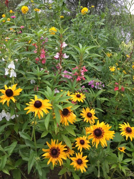  - Flori la balta 2017