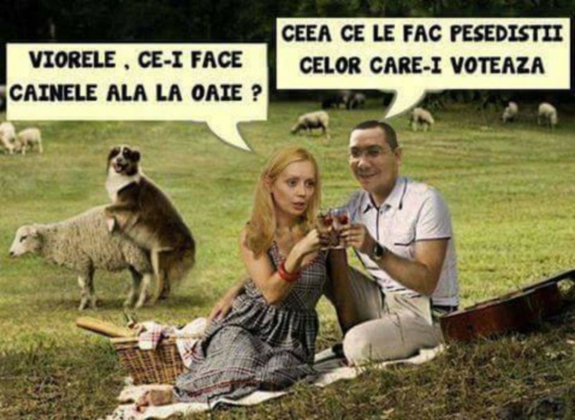  - Poze haioase pamflet