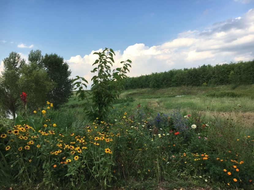  - Flori la balta 2017