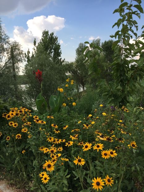  - Flori la balta 2017