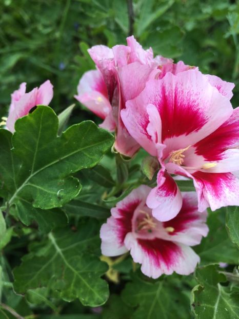  - Flori la balta 2017