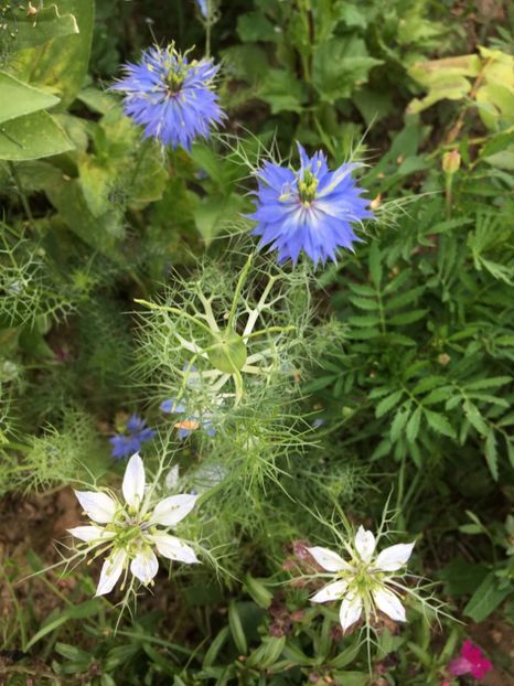  - Flori la balta 2017