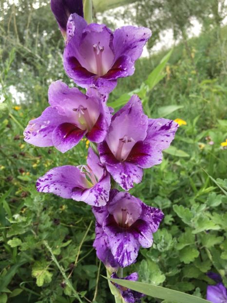  - Flori la balta 2017