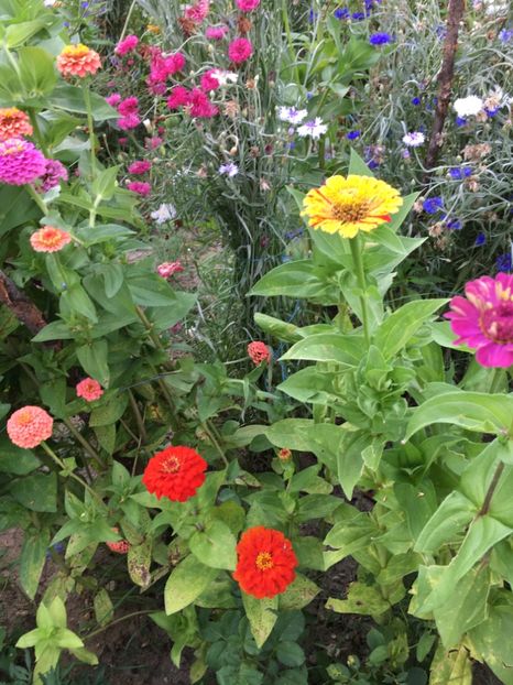  - Flori la balta 2017