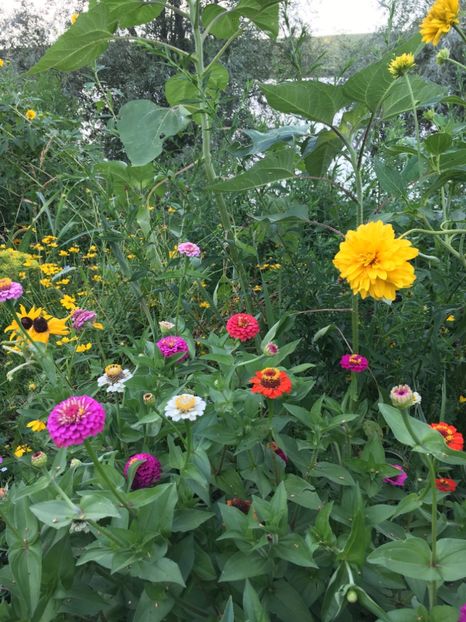  - Flori la balta 2017