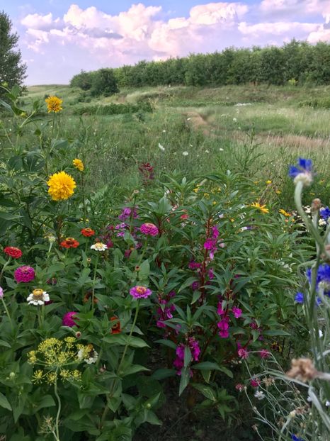  - Flori la balta 2017