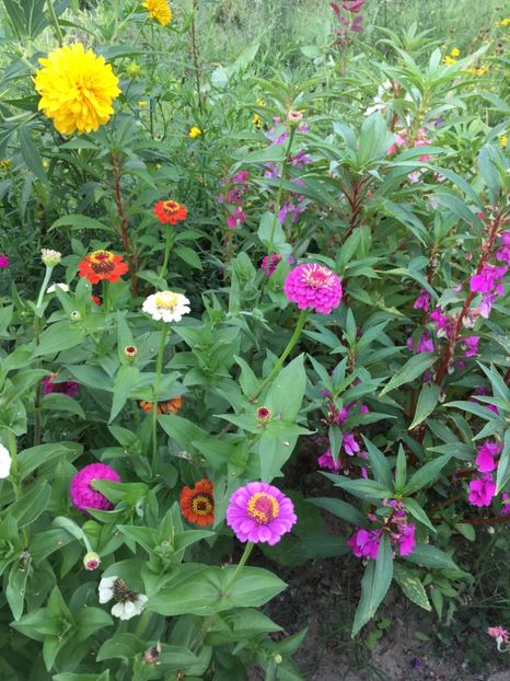  - Flori la balta 2017