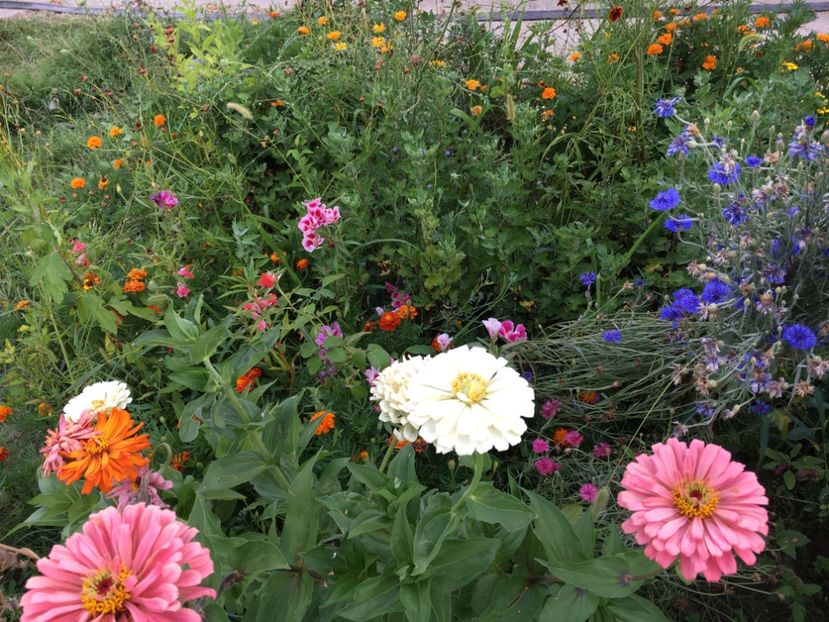  - Flori la balta 2017