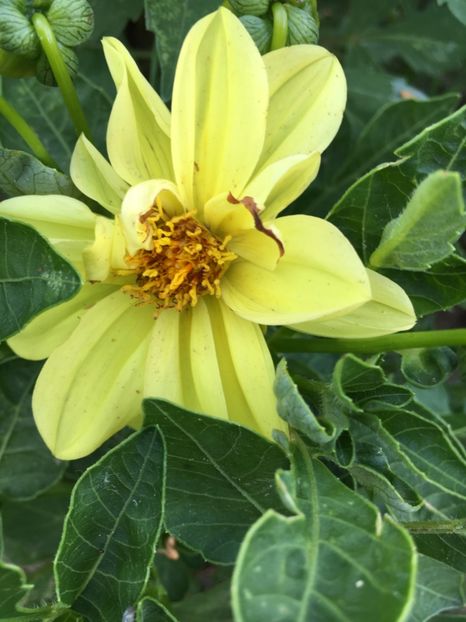  - Flori la balta 2017