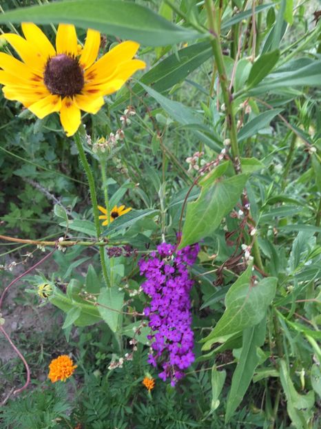  - Flori la balta 2017