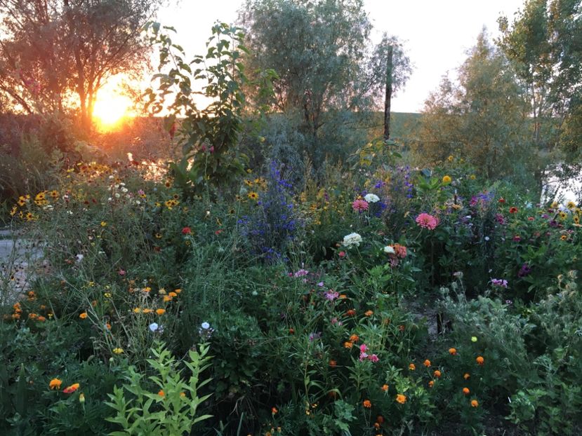  - Flori la balta 2017