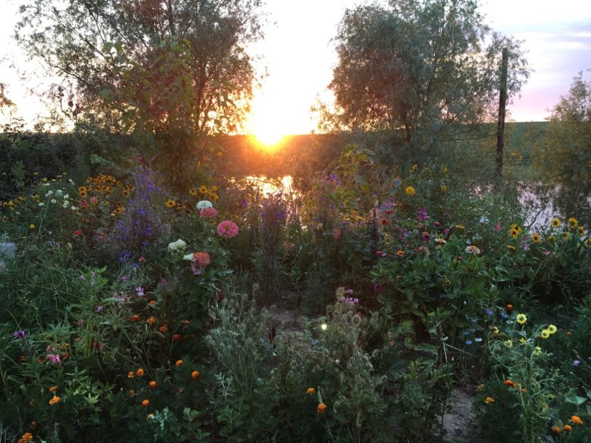  - Flori la balta 2017