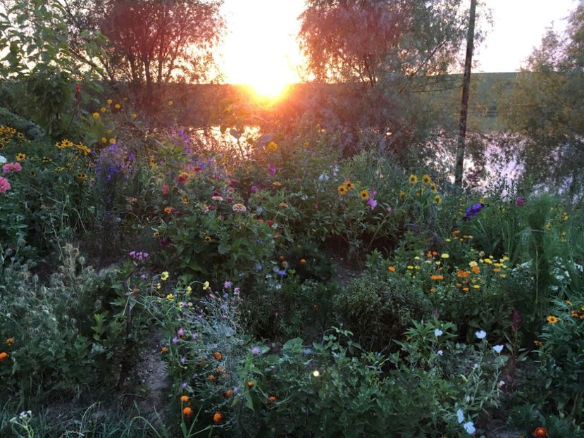  - Flori la balta 2017