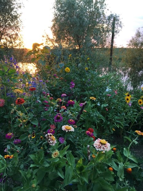  - Flori la balta 2017