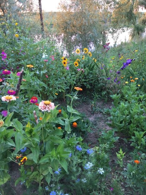  - Flori la balta 2017