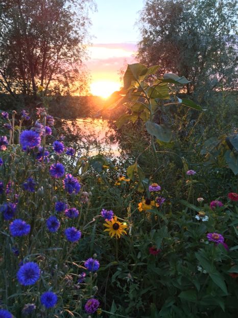  - Flori la balta 2017