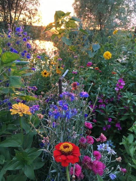  - Flori la balta 2017