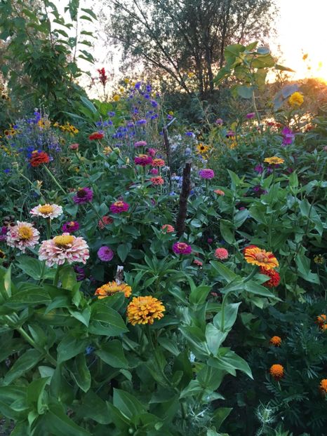  - Flori la balta 2017