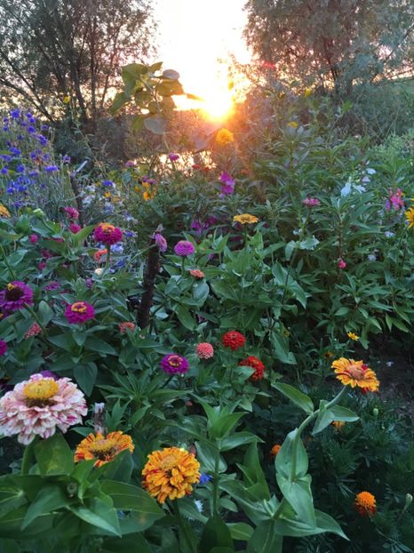  - Flori la balta 2017