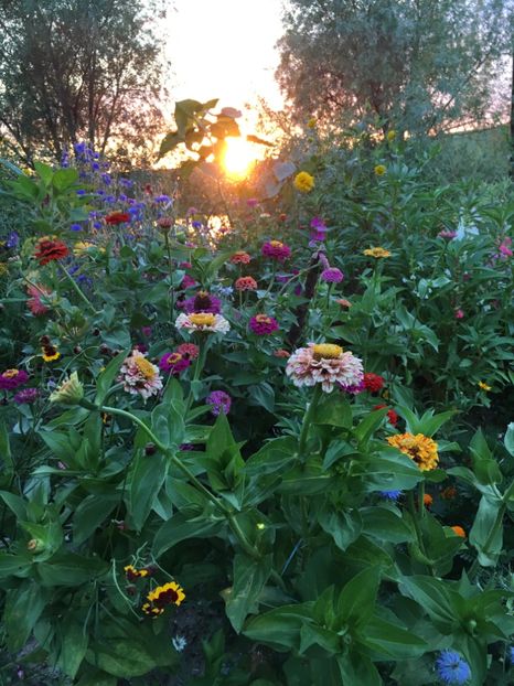  - Flori la balta 2017