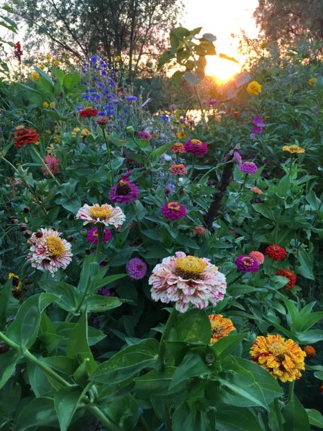  - Flori la balta 2017