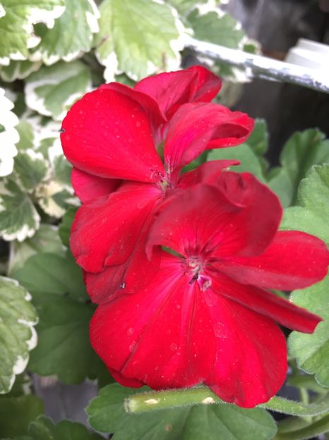  - Muscate curgatoare