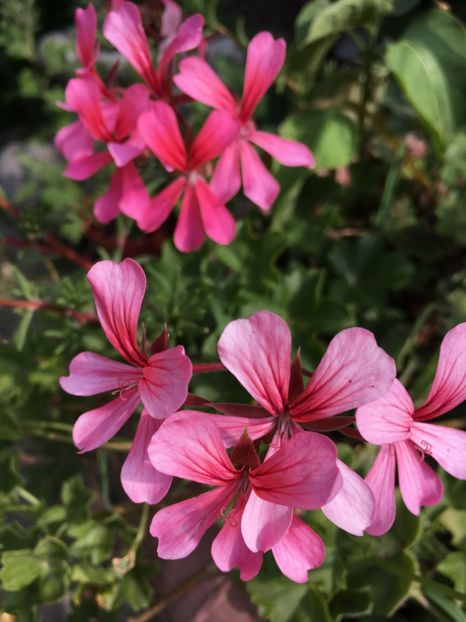  - Muscate curgatoare