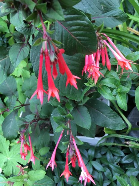 Gartenmeister - Fucsii