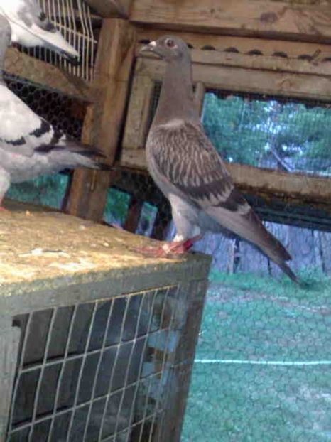 199-vandut - X-Porumbei vinduti