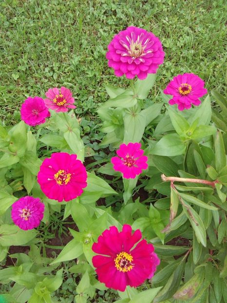  - AAAA__CARCIUMARESE 2015_2017_2018_2019