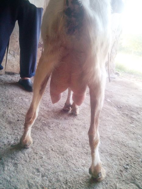 Caprita buna de lapte - Capra