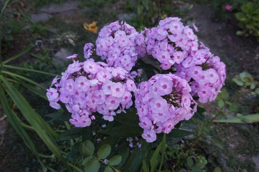  - Phlox si alte perene