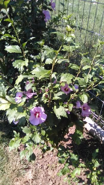 Hibiscuși de grădină - Clematite 2017 si hibiscuși de grădină