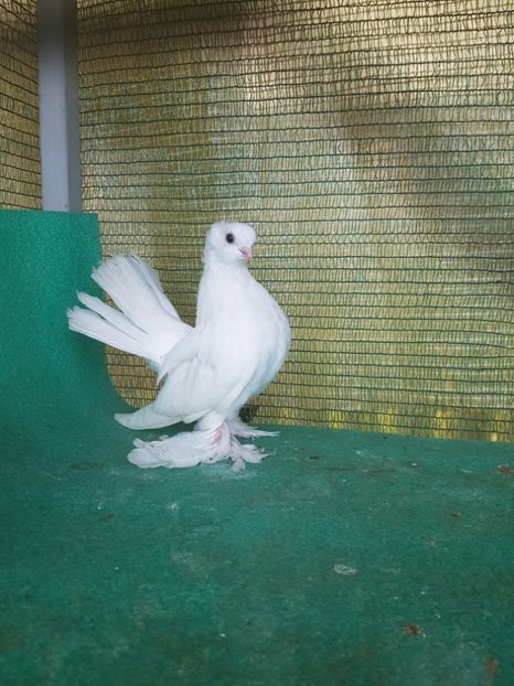 F 6126 - au fost VANDUTI