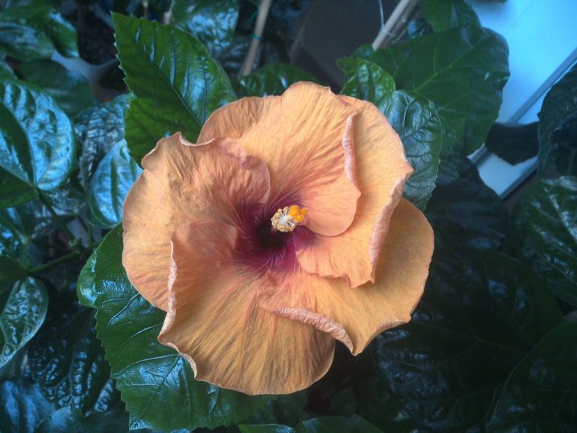 WIN_20170718_071535 - Tahitian Dark Congo