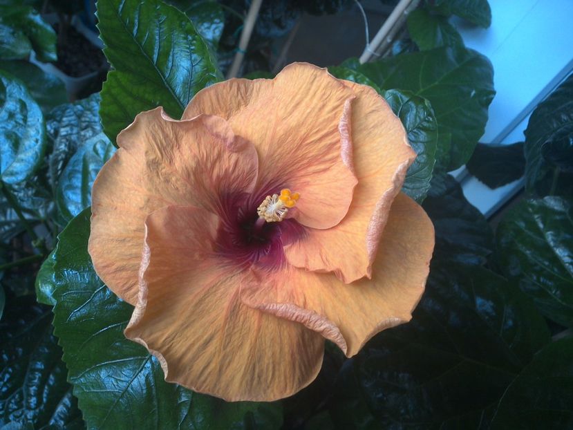 WIN_20170718_071539 - Tahitian Dark Congo