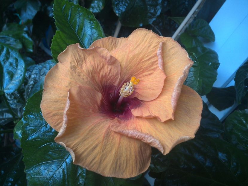 WIN_20170718_071658 - Tahitian Dark Congo