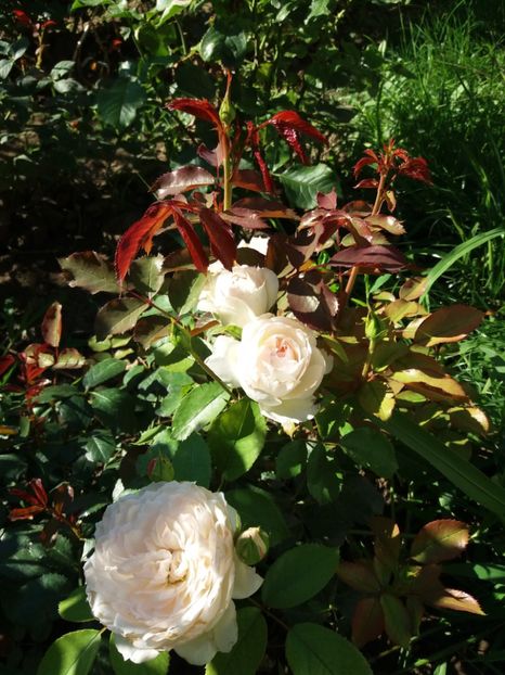  - Stephanie Baronim zu Guttenberg 1