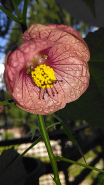 Roz - prima floare - Abutilon