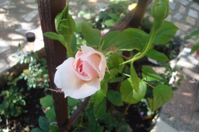  - The Wedgewood Rose