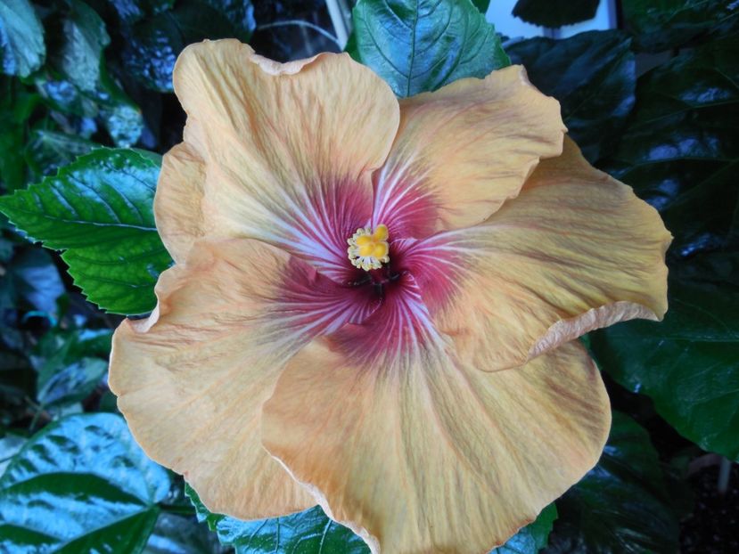  - Tahitian Dark Congo