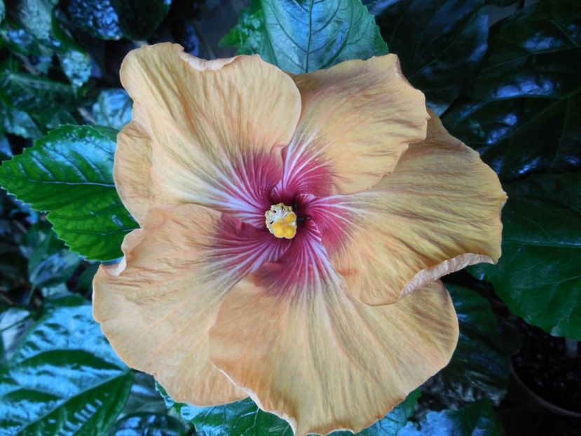  - Tahitian Dark Congo